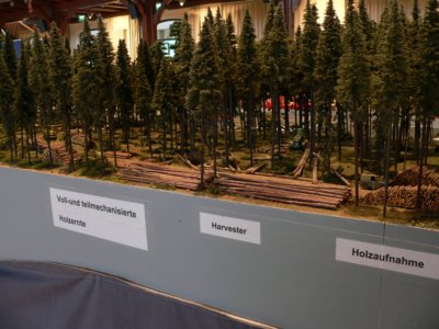 Dem Holz auf der Spur